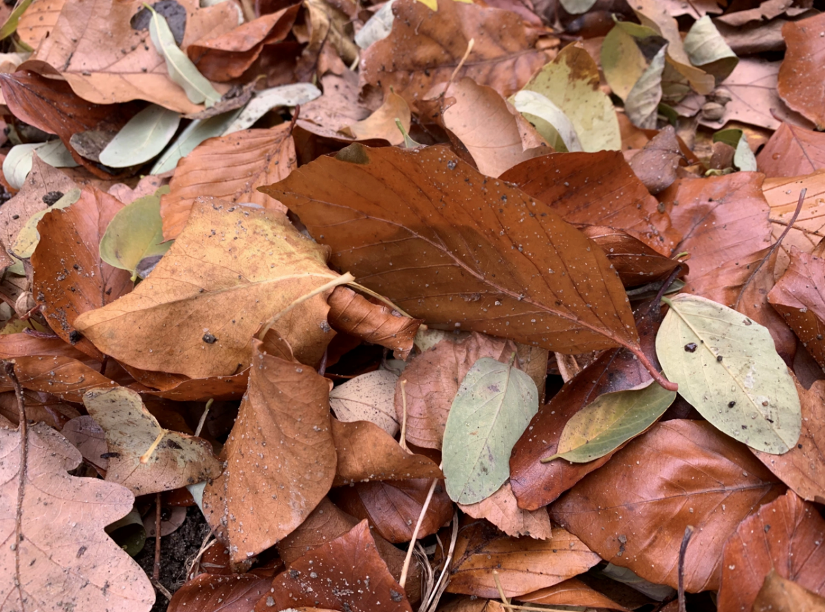 Herbstlaub Herbstlaub